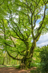 Un arbre aux branches d'un seul c&ocirc;t&eacute; en raison du vents dominants