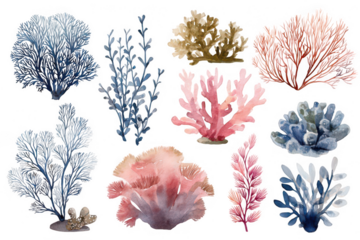 A set of watercolor drawings of various sea plants