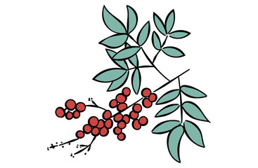 南天のイラスト(線あり)