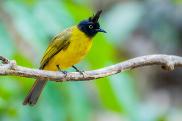 Fototapeta premium Black-capped Bulbul on a branch