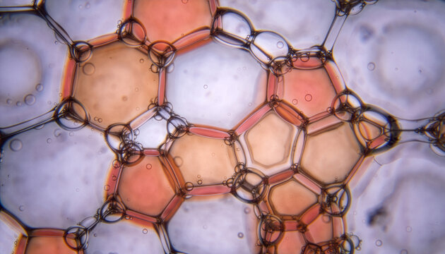Microscopic View of Complex Foam Structure