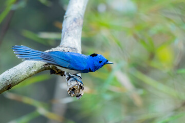 Obraz premium Black-naped Monarch on a branch