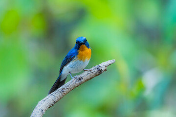 Obraz premium Indochinese Blue Flycatcher on a branch