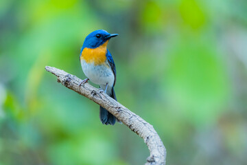 Indochinese Blue Flycatcher on a branch