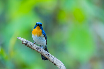 Indochinese Blue Flycatcher on a branch