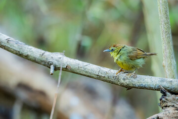 Pin-striped Tit-babbler  on a branch