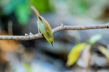 Pin-striped Tit-babbler  on a branch