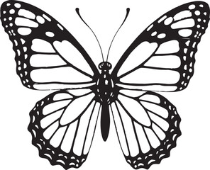 butterfly vector illustration