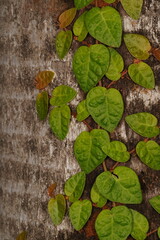 close-up photo of a climbing fig (ficus pumila) climbing on a palm tree.