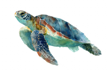 A turtle is swimming in the water