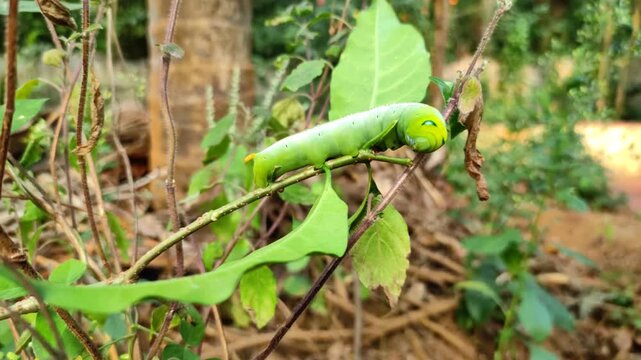 Macro Static Shot of Oleander Hawk-moth Caterpillar (Daphnis nerii) Hanging from Tulsi Plant in Palakkad Kerala
