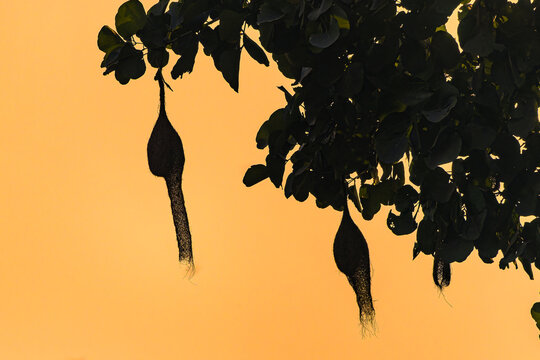 Baya Weaver's Nest