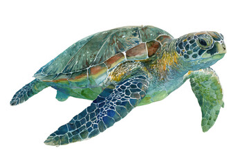 A turtle is swimming in the water