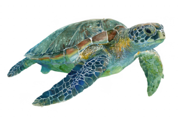 A turtle is swimming in the water