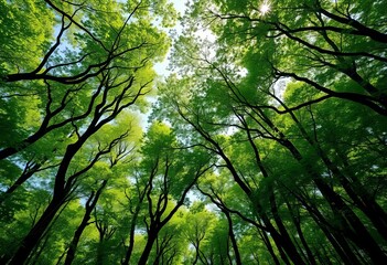 Fototapeta premium Dense woodland canopy stretches endlessly, a vibrant expanse of green foliage Sunlight filters through countless leaves and branches, ecology, vast