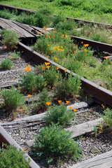 California golden poppies growing over abandoned railroad tracks