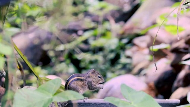 Cute striped palm squirrel eating rice on a feeder in a lush green garden with blurred background