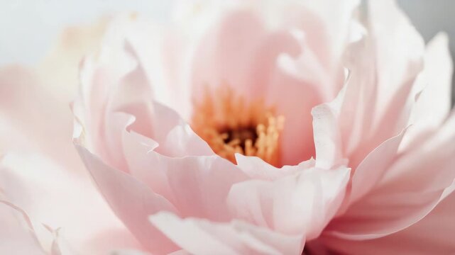 Soft pink peony blossom with delicate layered petals stamen center romantic petal bloom