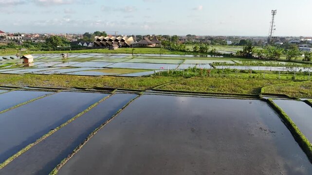 Bali rice fields, filmed over several spots north and east of Canggu and the west coast, showing still there are patches of rice fields being worked on by the locals as the construction of villas and 