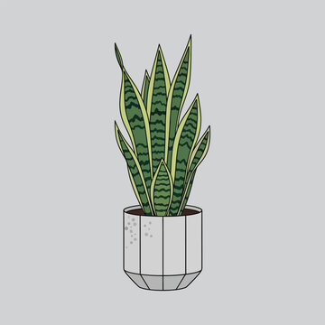 Decorative Indoor Plant in Pot