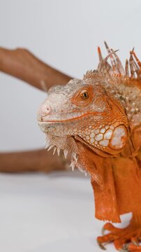 Close Up Profile of an Orange Iguana on a Branch
