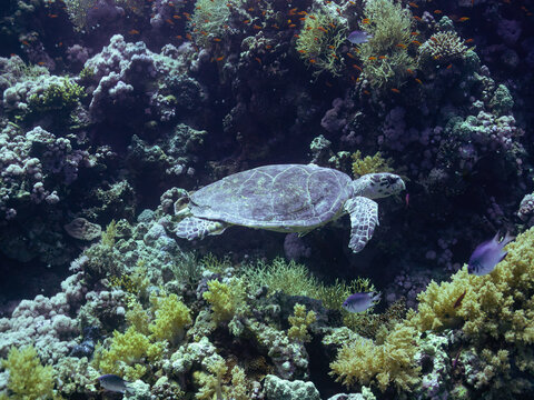 Hawksbill sea turtle swimming among colourful coral reefs in the Red Sea