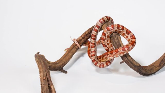 Red Corn Snake Coiled on Branch in Studio Closeup