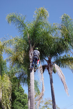 Tree trimming worker up high in a palm tree