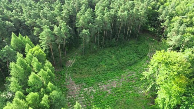 Dense green saplings growing on cleared woodland
