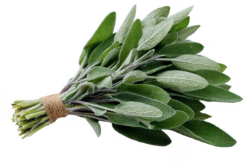A bunch of fresh green herbs are tied together
