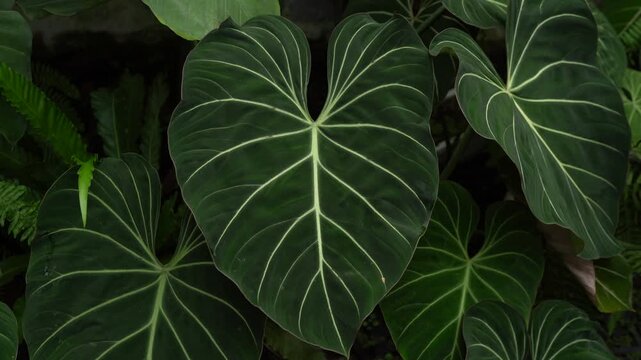 close up of philodendron green leaves tropical garden greenery background	
