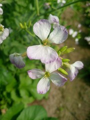 apple tree blossom