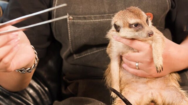 Person Feeding a Mealworm to a Meerkat with Metal Tweezers
