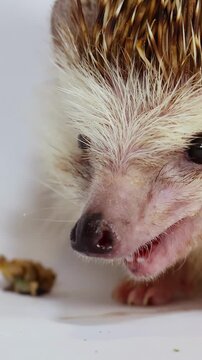 Close-Up of a Pet Hedgehog Eating Mealworms in a Studio Setting