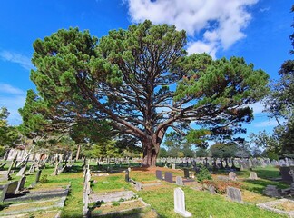 Drzewo na cmentarzu © jacobN