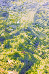 Green seaweed on the seabed at low tide