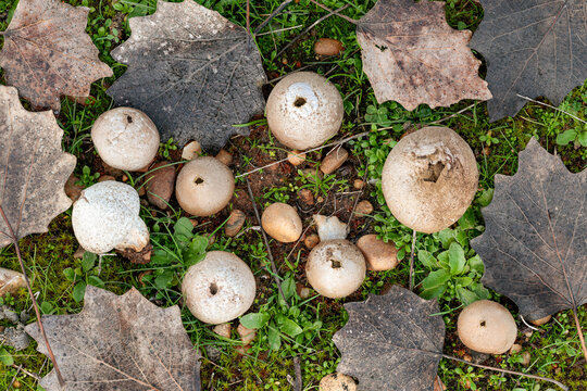 Bovista plumbea. Prairie wolf's fart or plumbeous puffball and white poplar leaves.