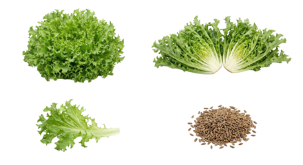 Curly FrisE Lettuce Leaves With Seeds, Gourmet Chef Styling, Crisp Texture And Bitter Notes, Fresh Market