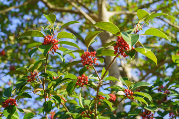 秋から冬に実るクロガネモチの赤い実