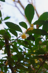 野生のチャノキ・冬に咲く茶の花