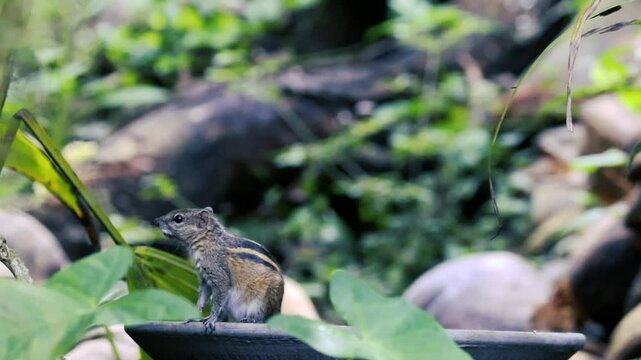 Cute striped palm squirrel eating rice on a feeder in a lush green garden with blurred background