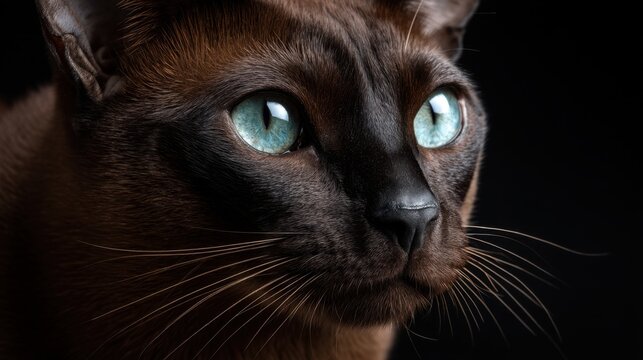 Close-up of siamese cat with striking blue eyes on dark background - Powered by Adobe