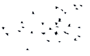 A flock of birds flying in the sky isolated on a white background.