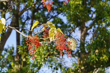 イイギリの赤い実