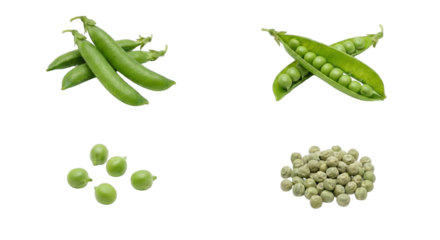 Fresh Green Beans And Red Beans, Trio Of Pod Styles And Loose Kidney Beans On Black Background, Crisp Snap