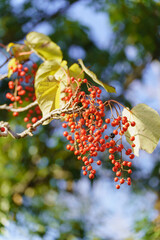 イイギリの赤い実