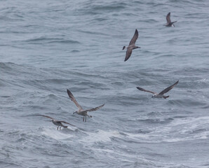 A group of birds flying over the ocean
