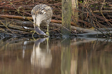 The Eurasian bittern or great bittern (Botaurus stellaris) is a wading bird in the bittern subfamily (Botaurinae) of the heron family Ardeidae.