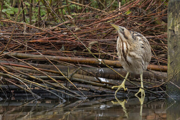 The Eurasian bittern or great bittern (Botaurus stellaris) is a wading bird in the bittern subfamily (Botaurinae) of the heron family Ardeidae.