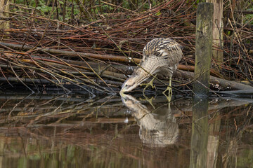 The Eurasian bittern or great bittern (Botaurus stellaris) is a wading bird in the bittern subfamily (Botaurinae) of the heron family Ardeidae.